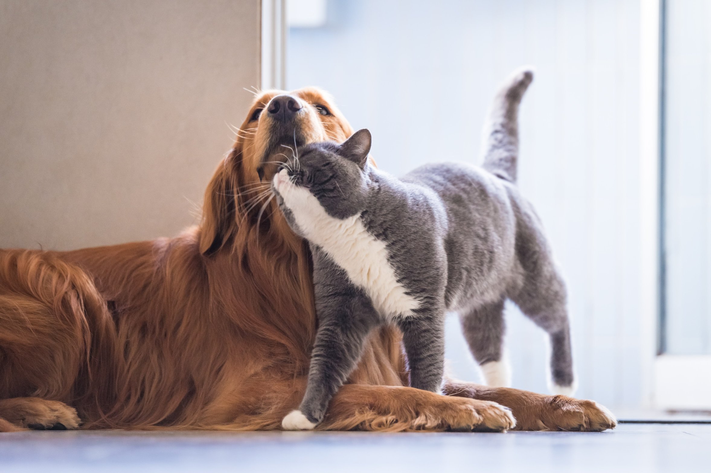 Katze und Hund funktioniert FELIWAY bei beiden Tierarten?